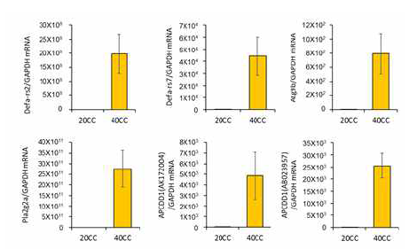 Selected colorectal genes associated with colorectal cancer development in high protein diet-fed mouse. Defensin alpha related sequence 2 (Defa-rs2), defensin alpha related sequence 7 (Defa-rs7), autophagy related 9b (Atg9b), phospholipase A2 group IIA (Pla2g2a), adenomatosis polyposis coli down-regulated 1 (Apcdd1)(primary accession:AK172004), and Apcdd1(primary accession:AB023957) mRNA expression in colorectal region were measured by qRT-PCR. 20CC, 20% casein + AOM and DSS; 40CC, 40% casein + AOM and DSS