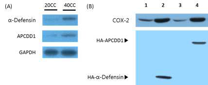 Ectopic overexpression of α-defensin and APCDD1 increases COX-2 expression (A) The protein expression of defensin alpha (α-Defensin) and adenomatosis polyposis coli down-regulated 1 (APCDD1) was measured on rectal tissue by western blot analysis. (B) α-Defensin and APCDD1 were transfected into HCT-116 cells. Transfection of α-Defensin and APCDD1 was confirmed using western blotting. 1 and 3 lane are non-transfected HCT-116 cell. 2 and 4 lane were transfected (α-defensin and APCDD1 respectively)HCT-116 cells. 20CC, 20% casein + AOM/DSS; 40CC, 40% casein + AOM/DSS