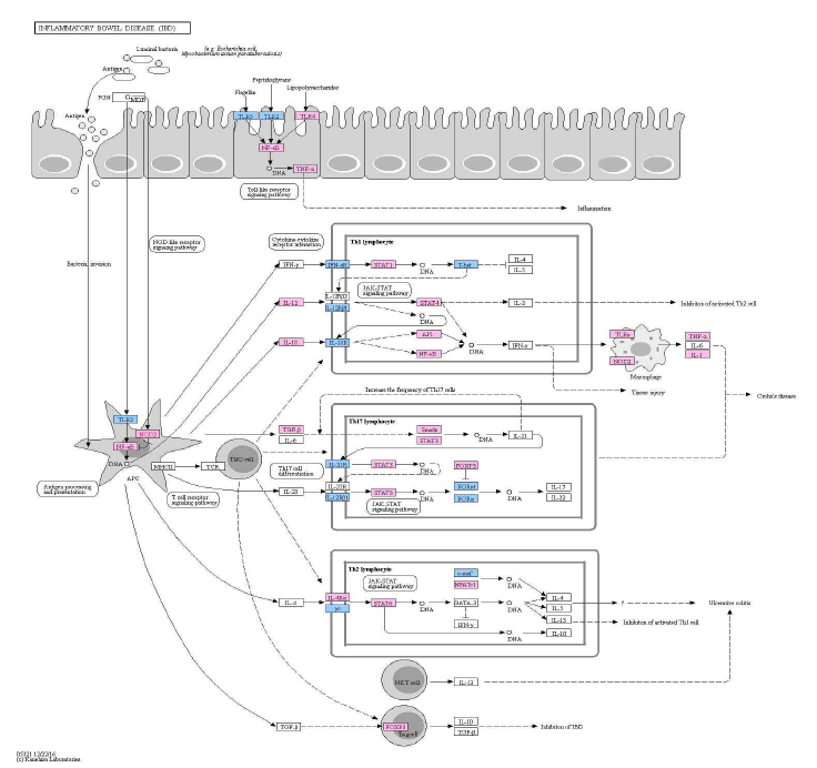 Signaling pathway of inflammatory bowel disease in high protein diet(casein)-fed and AOM/DSS induced colorectal cancer mouse. Red boxes present up-regulated genes and blue boxes present down-regulated genes in 40CC compared to 20CC