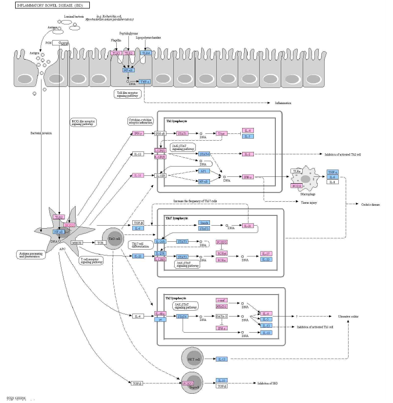 Signaling pathway of inflammatory bowel disease in high protein diet(casein)-fed and AOM/DSS induced colorectal cancer mouse. Red boxes present up-regulated genes and blue boxes present down-regulated genes in 40CC compared to 20CC