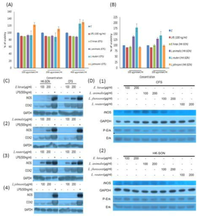 Effects of bacteria and bacterial metabolite on cell viability and on the expression of iNOS, COX2, P-Erk, and Erk in Raw 264.7 and HCT-116 cells. (A) Proliferative response of Raw 264.7 cell lines to E. hirae, L. animalis, L. reuteri, and L.johnsonii treatment. Effects of increasing cell free supernatant (CFS) include E. hirae, L. animalis, L. reuteri, and L.johnsonii concentrations (100, 200, and 400 µg protein/ml) on the conversion of MTT tetrazolium salt in Raw264.7 cell lines after 24h of treatment (A). Effects of increasing heat-killed sonicated fraction (HK-SON) include E. hirae, L. animalis, L. reuteri, and L.johnsonii concentrations (100, 200 µg protein/ml) on the conversion of MTT tetrazolium salt in Raw264.7 cell lines after 24h of treatment (B). Lipopolysaccharide (100 ng/ml LPS) was used positive control on both (A) and (B), and also treated for 24h. (C) Protein expression of iNOS, COX2, and GAPDH in Raw 264.7 cells. Raw 264.7 cell were treated with 100 and 200 µg protein/ml of cell free supernatant (CFS) and heat-killed sonicated fraction (HK-SON) include E. hirae(C.1), L. animalis(C.2), L. reuteri(C.3), and L.johnsonii(C.4) for 24h. Total protein was subjected to western analysis. Lipopolysaccharide (500 ng/ml LPS) was used positive control, and also treated for 24h. (D) Protein expression of iNOS, GAPDH, Erk, and p-Erk in HCT-116 cells. HCT-116 cell were treated with 100 and 200 µg protein/ml of cell free supernatant (CFS)(D.1) and heat-killed sonicated fraction (HK-SON)(D.2) include E. hirae, L. animalis, L. reuteri, and L.johnsonii for 24h. Total protein was subjected to western analysis