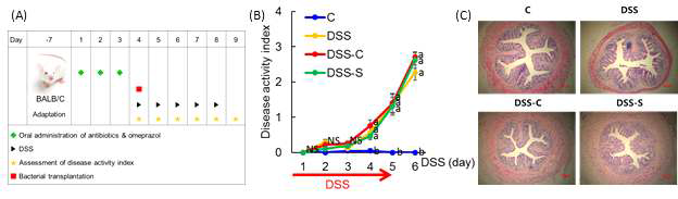 Effets of transplantation of caecal microbiome from casein and soy fed mice on DSS-induced colitis. (A) Experimental design. All mice were received antibiotics and omeprazol for 3days. And then four groups of rats were used as recipients of different treatments: C, Control; DSS, colitis; DSS-C, colitis + transplantation of caecal microbiome from casein fed mice; DSS-S, colitis + transplantation of caecal microbiome from soy fed mice. DSS-C and DSS-S were transplanted each caecal microbiome once. After transplantation, mice in the DSS, DSS-C, and DSS-S group were drank 2% dextran sodium sulfate (DSS) in drinking water for 5 days. Control group received water without DSS. (B) The disease activity index was assessed daily for 6 days. 0, no weight loss, no occult blood in the stools, and normal stool consistency; 1, weight loss of 1-5%, no occult blood, and normal stool consistency; 2, 5-10% weight loss, no occult blood, and loose stools; 3, 10-20% weight loss, no occult blood, and loose stools; 4, greater than 20% weight loss, gross rectal bleeding, and diarrhea. (C) Colons were obtained 2 days after the last DSS administration, then sectioned, stained with hematoxylin and eosin, and analyzed histopathologically. Original magnification ×40