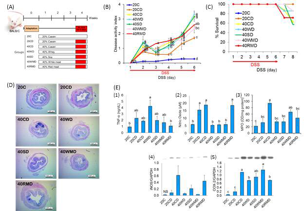 Differential effect of dietary protein(casein, whey, soy, white meat, red meat) on DSS-induced colitis in mice. (A) Five week-old, female Balb/c mice were grouped into 20% protein diet group (20C, 20CD) and 40% protein diet group (40CD, 40WD, 40SD, 40WMD, 40RMD). Mice in the 20C, 20CD, 40CD, 40WD, 40SD, 40WMD, 40RMD group were drank 3% dextran sodium sulfate (DSS) in drinking water for 6days. Control group received water without DSS. (B) The disease activity index was assessed daily for 6 days. 0, no weight loss, no occult blood in the stools, and normal stool consistency; 1, weight loss of 1-5%, no occult blood, and normal stool consistency; 2, 5-10% weight loss, no occult blood, and loose stools; 3, 10-20% weight loss, no occult blood, and loose stools; 4, greater than 20% weight loss, gross rectal bleeding, and diarrhea. (C) The survival rate of mice is expressed as a percentage of live mice in each group for every DSS-treated day. (D) Colons were obtained 2 days after the last DSS administration, then sectioned, stained with hematoxylin and eosin, and analyzed histopathologically. Original magnification ×40. (E) The levels of Plasma tumor necrosis factor alpha (TNF-a) (E(1)) and nitric oxide (NO) (E(2)) were determined in control and experiment diet fed mice. Myeloperoxidase (MPO) activity (E(3)) on colon tissue was measured. The protein expression of inducible nitric oxide synthase (iNOS) (E(4)) and cyclooxygenase (COX-2) (E(5)) was measured by western blot analysis. Means with different letters are significantly different at p<0.05 by Duncan`s multiple range test. 20C, 20% casein; 20CD, 20% casein + 3% DSS; 40CD, 40% casein + 3% DSS; 40WD, 40% whey + 3% DSS; 40SD, 40% soy + 3% DSS; 40WMD, 40% white meat + 3% DSS; 40RMD, 40% red meat + 3% DSS