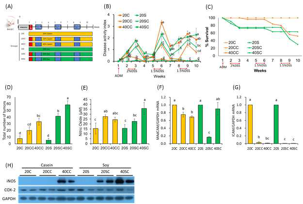 Effect of high-protein diet on chemically induced colon tumor formation in Balb/c mice. (A) Five week-old, female Balb/c mice were grouped into 20% protein groups (20C, 20S, 20CC, and 20SC) and 40% protein groups (40CC and 40SC). Mice in the 20CC, 20SC, 40CC, and 40SC group were injected with 10 mg/kg body weight azoxymethane (AOM) and 1 week later, received 3 cycle of 2% dextran sodium sulfate (DSS) in drinking water. (B) The disease activity index was assessed every week. 0, no weight loss, no occult blood in the stools, and normal stool consistency; 1, weight loss of 1-5%, no occult blood, and normal stool consistency; 2, 5-10% weight loss, no occult blood, and loose stools; 3, 10-20% weight loss, no occult blood, and loose stools; 4, greater than 20% weight loss, gross rectal bleeding, and diarrhea. (C) The survival rate of mice is expressed as a percentage of live mice in each group every week. (D) The tumors were manually counted for numbers. (E) The levels of nitric oxide (NO) was determined in control and experiment diet fed mice. Mucosal vascular addressin cell adhesion molecule 1 (MAdCAM-1) (F) and intercellular adhesion molecule 1 (ICAM-1) (G) mRNA expression in colorectal region were measured by qRT-PCR. (H) The protein expression of inducible nitric oxide synthase (iNOS) and cyclooxygenase (COX-2) was measured by western blot analysis. Means with different letters are significantly different at p<0.05 by Duncan`s multiple range test. 20C, 20% casein; 20CC, 20% casein + AOM and DSS; 40CC, 40% casein + AOM and DSS; 20S, 20% soy; 20SC, 20% soy + AOM and DSS; 40SC, 40% soy + AOM and DSS