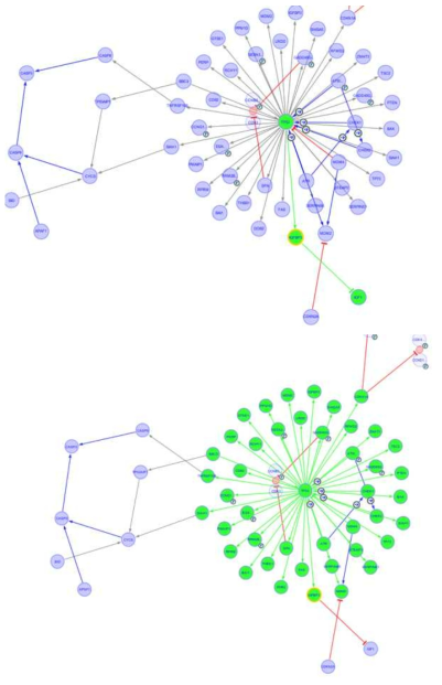 KEGG pathawy; p53 signaling pathway