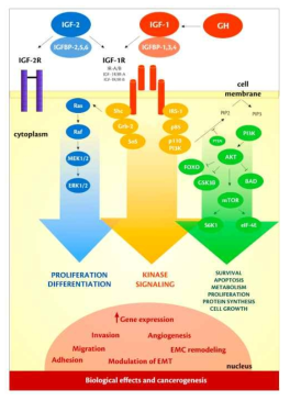 IGF1의 세포내 신호전달 과정(2017. Mutation Research)