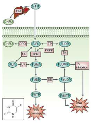 5-FU 작용기전