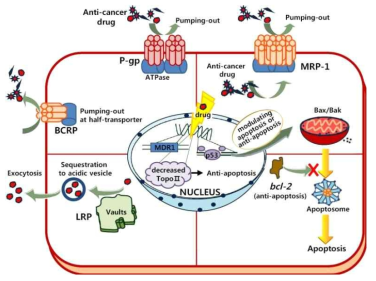 암세포의 multidrug resistance 기전