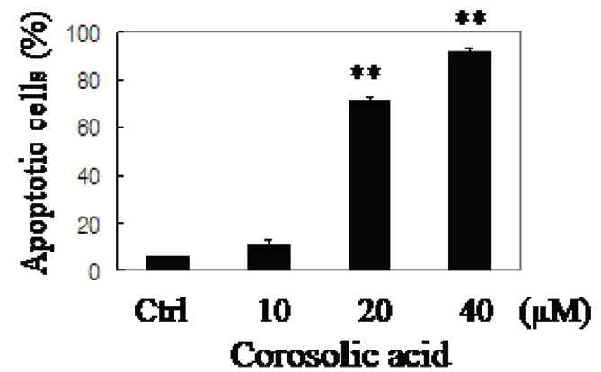 CRA의 세포사멸 효과 (Phytother. Res. 2010)
