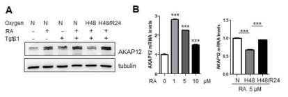 Retinoic acid (RA), TGF-β1, 산소농도에 따른 AKAP12 발현 변화