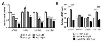 RA와 산소농도 변화에 따른 myofibroblast 마커 유전자의 발현 변화