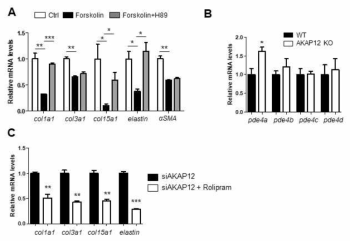 AKAP12의 cAMP 경로를 통한 PF 활성화 억제 효과