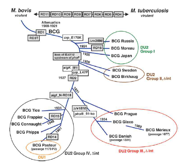 Refined genealogy of BCG vaccines (PNAS, 2007)