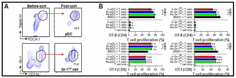 pDC와 Gr-1int세포의 분리 및 T세포의 증식에 미치는 영향 확인