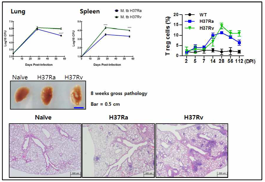 박테리아수 및 조직학적 분석, regulatory T cell 분석