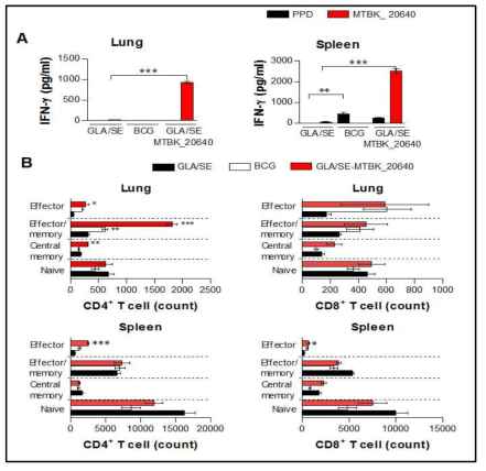 감염4주 후 마우스의 비장세포와 폐 세포에서의 항원자극에 대한 IFN-γ 생성능 및 메모리 CD4 T 세포의 증가확인