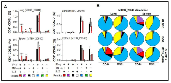 MTBK_20640 단백질을 면역화한 마우스에 결핵균 감염 후, 4주 뒤에 폐와 비장 세포에 항원 재 자극을 통하여 유도되는 항원 특이적 multifunctional CD4 T 세포의 비율 확인
