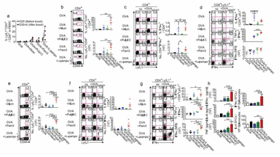 TRL2와 TLR3의 조합 adjuvant에 의한 multi-cytokine을 생성하는 항원 특이적 CD4 T cell의 증가