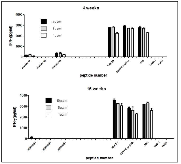 PE PPE protein peptide 의 IFN-γ 반응 조사