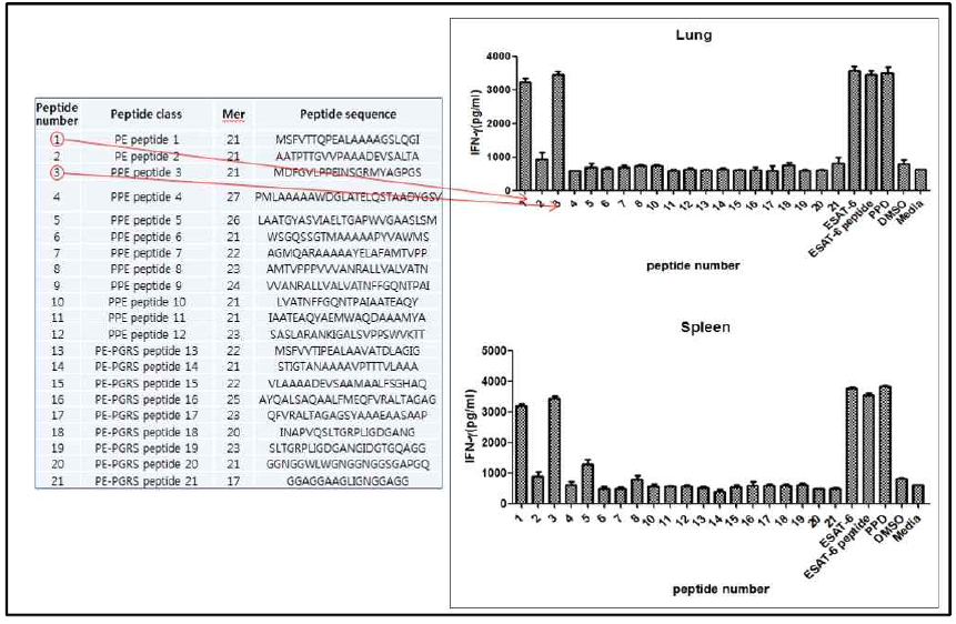 선별된 PE PPE protein peptide