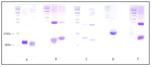 각 recombinant protein의 SDS-PAGE