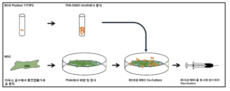 중간엽줄기세포와 BCG를 co-culture하여 BCG의 효능을 향상 시키는 방법