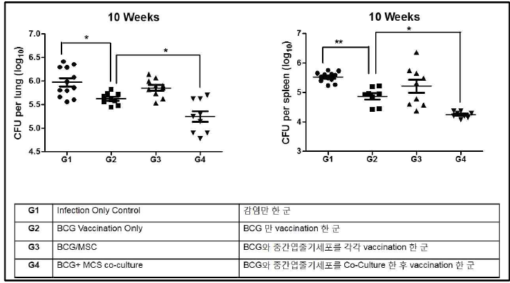 마우스 결핵감염모델에서 vaccination한 후 폐와 비장에서 균수 측정