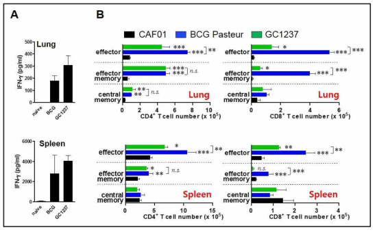 면역화 후 비장 및 폐 조직의 IFN-g 반응 및 memory 타입의 T cell 분석