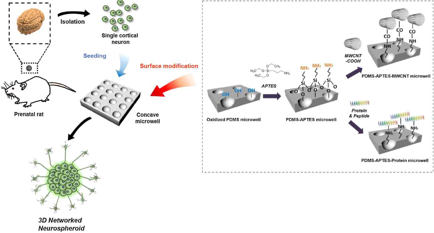 마우스 뉴런을 이용한 신경세포체의 체외 대량 생산을 위한 마이크로 플랫폼 구성 모식도