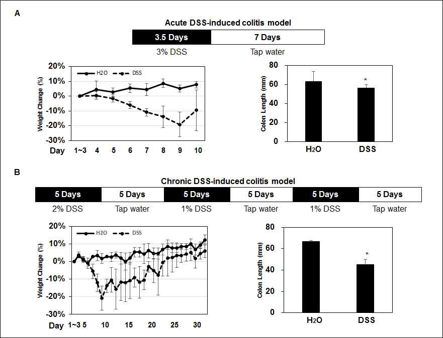 급성 대장염증 모델과 만성 대장염증 모델에서의 몸무게 변화와 대장 길이 변화. (A) DSS 유발 급성 대장염증 동물모델의 실험계획 및 몸무게 변화와 대장 길이의 변화를 측정. 동물모델로는 8주령 C57BL/6 마우스를 사용하였음. 3.5일 동안 DSS를 먹여 염증을 유발하고 7일 동안은 물을 먹여 염증이 완화되는 시간을 줌. (B) DSS 유발 만성 대장염증 동물모델의 실험계획 및 몸무게 변화와 대장 길이의 변화를 측정. 동물모델로는 급성 동물 모델과 같은 8주령 C57BL/6 마우스를 사용하였음. 첫 주기에는 2% DSS를 5일 동안 먹여 염증을 유발한 뒤 5일 동안을 물을 먹여 회복시간을 줌. 두 번째와 세 번째 주기에는 1% DSS를 5일 동안 먹이고 5일 동안은 물을 먹여서 지속적으로 염증 유발과 완화를 반복함. *, p< 0.05