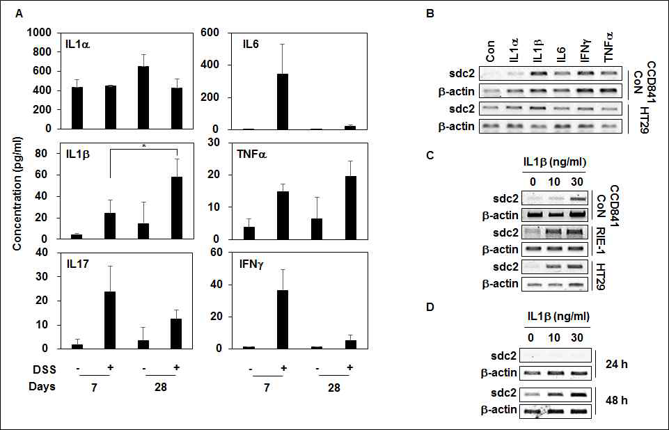 염증성 사이토카인에 의해 SDC-2 발현 증가 확인. (A) DSS 유발 만성대장염증 마우스 모델 혈청을 ELISA로 염증성 사이토카인의 농도를 분석하였음. (B) CCD841CoN 세포주와 HT29 세포주에 다양한 사이토카인을 처리한 뒤 SDC-2의 mRNA 발현을 RT-PCR로 확인하였음. (C) IL1β를 각각의 세포주에 48시간동안 처리한 뒤 SDC-2 발현을 RT-PCR로 확인하였음. (D) CCD841CoN 세포주에 IL1β를 처리한 후 mRNA 발현을 확인하였음