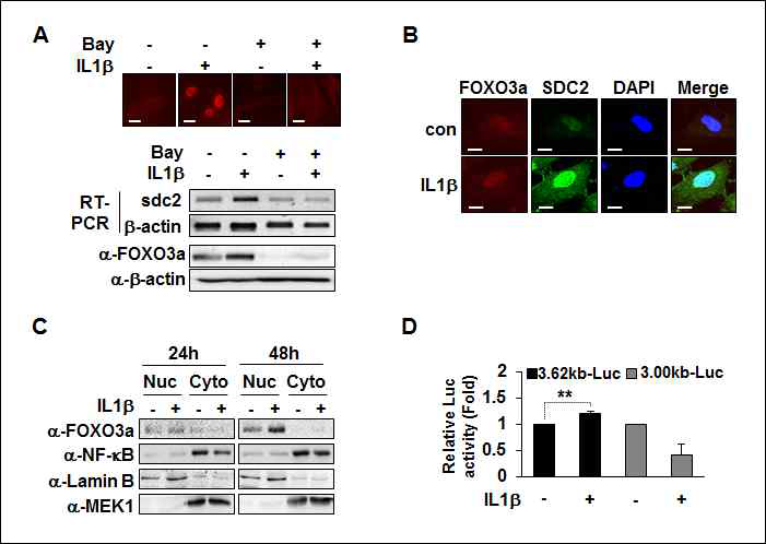 정상상피세포에서 NFκB-FOXO3a 신호 전달에 의한 SDC-2 발현 조절. (A) Bay11-7085을 전처리하고 IL1β를 30분 처리한 후 형광현미경으로 NFκB를 확인하였음. 48시간 후에 SDC-2 mRNA 발현을 RT-PCR로 측정하고, FOXO3a의 단백질은 western blot으로 확인하였음. (B) IL1β 를 48시간 처리한 뒤, FOXO3a, SDC2를 형광현미경으로 측정하였음. (C) IL1β를 시간별로 처리한 뒤, 핵과 세포질의 FOXO3a, NFκB을 western blot으로 분석하였음. (D) CCD841CoN에 SDC-2 reporter construct를 삽입한 뒤, IL1β 처리 24시간 후 SDC-2 전사활성을 측정하였음