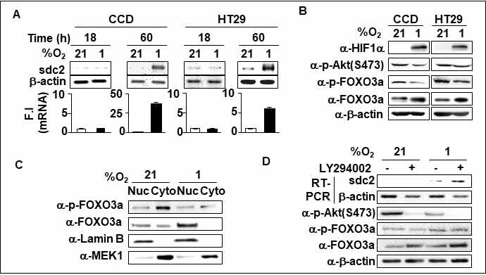 저산소증의한 SDC-2 발현 조절. (A) CCD841coN와 HT-29 세포주를 1% 산소에서 60시간 배양 한 뒤, SDC-2 mRNA 발현을 RT-PCR로 측정하였음. (B) 저산소 chamber에서 60 시간 배양한 세포에서 AKT(S473) 및 FOXO3a 인산화 정도, FOXO3a 발현정도를 western blot으로 분석함. (C) 핵과 세포질에서 FOXO3a 발현과 인산화 정도를 western blot으로 분석하였음. (D) 세포에 LY294002를 처리하고 (B)와 동일한 실험을 수행하였음