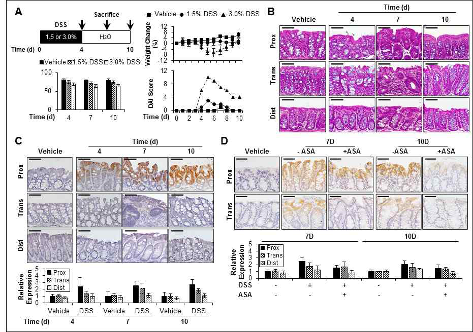 급성대장염증유도 동물모델에서 SDC-2 발현 (A) 1.5%와 3.0% DSS를 4일간 먹이고 매일 각군의 마우스 개체 무게와 DAI score를 측정하였음. 4, 7, 10일에 대장길이를 측정하였음. (B) 대장조직을 proximal, transverse, distal 로 구분하고 H&E 염색을 진행하였음. (C) 구분된 마우스 대장조직을 anti-SDC2 항체를 이용하여 면역조직염색을 하거나, qRT-PCR로 SDC-2 mRNA 발현 정도를 확인하였음. (D) ASA (acetylsalicylic acid)를 매일 i.p.로 주사한 군과 대조군 마우스의 proximal 과 transverse 대장조직에 anti-SDC2 항체로 면역조직염색을 하였고, SDC-2 mRNA 발현 정도를 qRT-PCR로 분석하였음