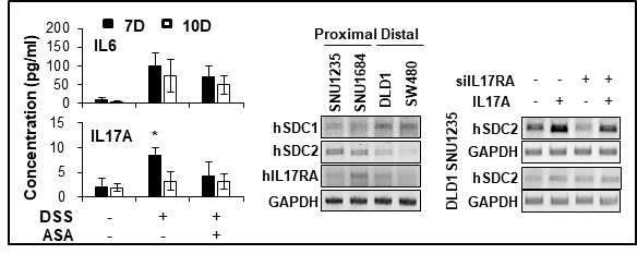 IL17A에 의한 SDC-2 발현 조절 (A) DSS 유발 급성 대장염증 마우스 모델 혈청을 ELISA로 염증성 사이토카인의 농도를 분석하였음. (B) IL17A를 각각의 대장암 세포주 또는 IL17RA를 knocdown시킨 세포주에 처리하고 mRNA 발현을 RT-PCR로 분석하였음