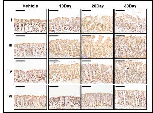 만성대장염증 동물 모델에서의 Ki-67 면역염색 대장의 proximal (I), transverse (III, IV), distal (VI) 에서 Ki-67 발현을 면역조직화학법으로 확인함. Scale bar = 50μm