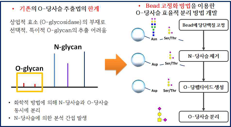 기존 O-당사슬 추출법의 한계 및 비드 고정화법을 이용한 선택적 O-당사슬 분리분석법