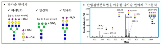 바이오의약품의 당사슬 변이체 종류 및 구조분석 결과