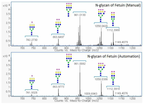 Manual & Automated 시스템을 이용한 Fetuin의 N-당사슬 분석 결과