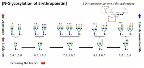 EPO 의약품의 당사슬 합성경로 및 당사슬과 체내 활성간의 상관관계