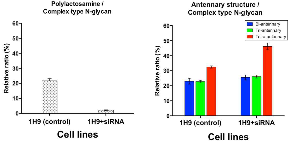 polylactosamine 감소와 그에 따른 Tetra-antennary N-glycan 증가