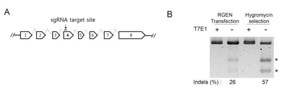 (A) CRISPR/Cas9의 target site(exon4)와 (B) T7E1 assay를 이용한 activity 확인