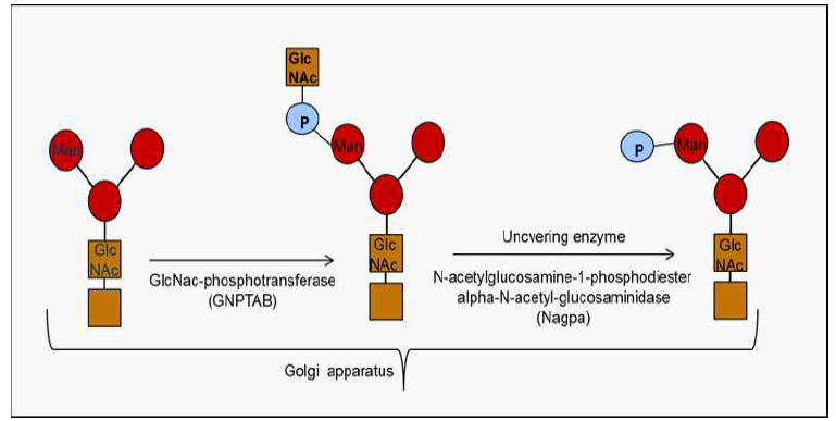 ① GlcNAc-phosphotransferase (Gnptab), ② GlcNAc uncovering enzyme(Nagpa) 과발현 세포주 구축