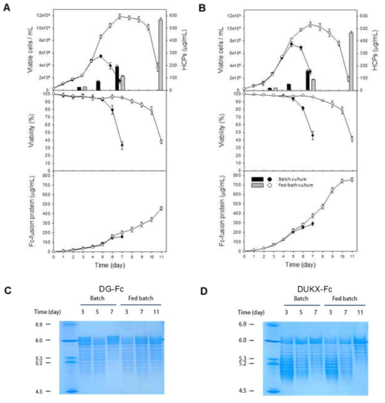 Fc-융합단백질 생산 세포주 배양 실험과 배양액내 HCP 농도 (A) DG44 (B) DUKX-B11 및 Fc-융합단백질의 IEF gel 분석 (C) DG44 (D) DUKX-B11