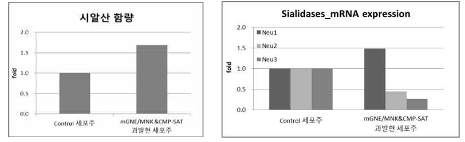 mGNE/MNK&CMP-SAT 과발현 alpha-galactosidase 생산 세포주에서 시알산 함량 증가 및 관련 유전자 감소