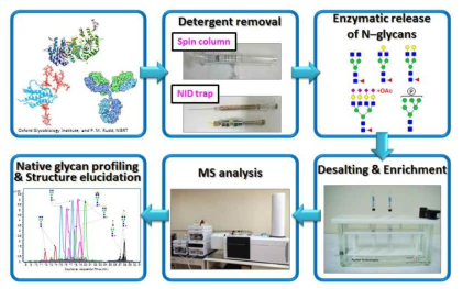 당단백질의약품의 N-당사슬 분리 분석 플랫폼