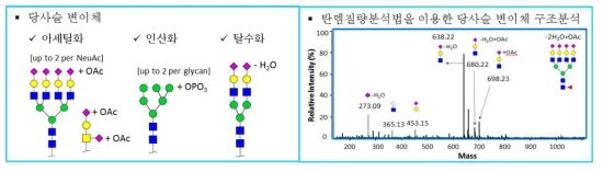 바이오의약품의 당사슬 변이체 종류 및 구조분석 결과