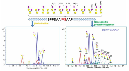 기존 O-당사슬 분석법과 비특이적 단백질 분해효소 처리법을 이용하여 EPO의 O-당사슬 변이체 특성 비교