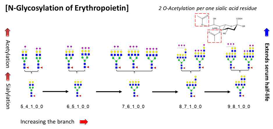 EPO 의약품의 당사슬 합성경로 및 당사슬과 체내 활성간의 상관관계