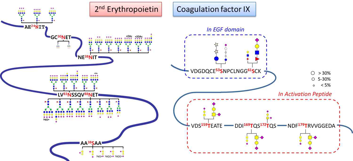 2세대 EPO와 혈액응고인자 FIX의 당사슬화 분포도